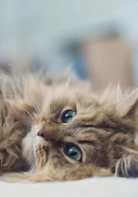 萌猫写真手机桌面壁纸