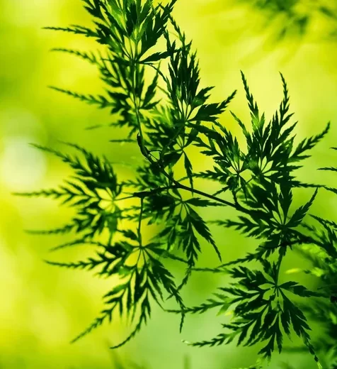 4K高清壁纸
