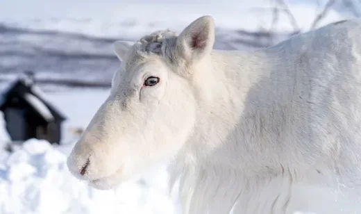白色驯鹿·写实唯美雪地场景 冬季自然动物电脑壁纸