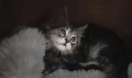 灰黑纹小猫·写实温馨风 高清宠物桌面背景