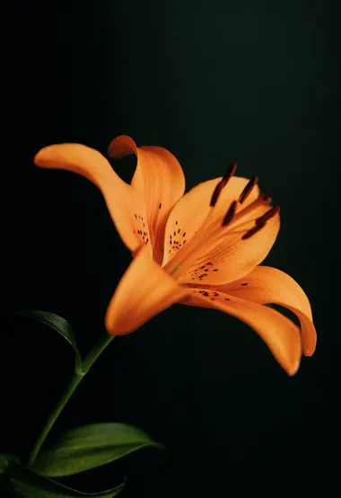 百合花，橙色花朵的美丽百合花唯美高清摄影美图图集