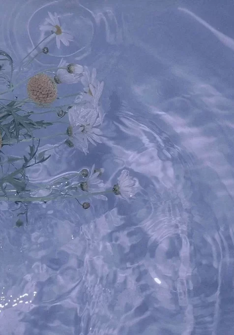 清澈的湖水，生长在湖边野菊花在水中，不时荡起波纹
